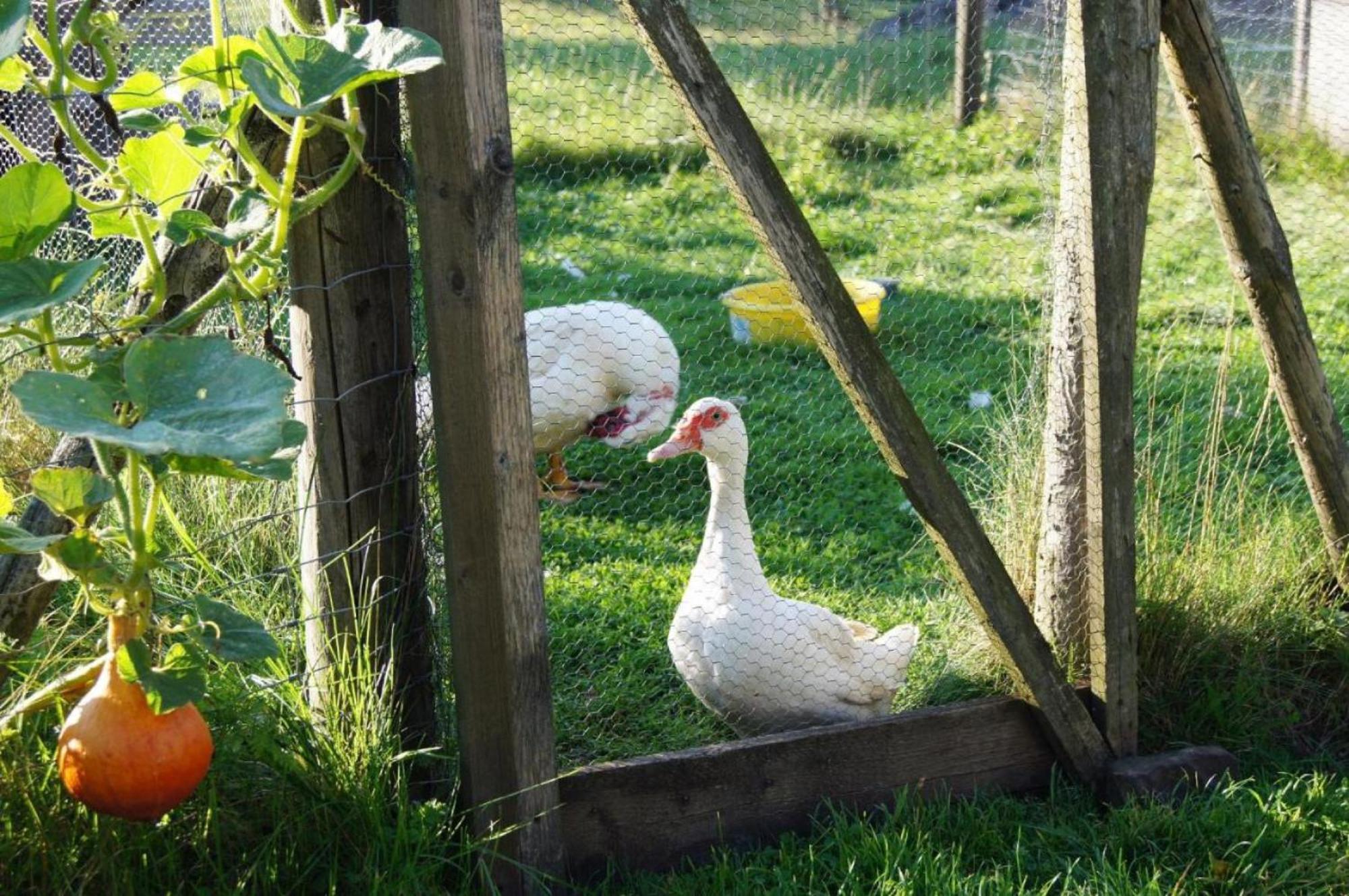 Ferienwohnung Wiesenschneiders Freiensteinau Buitenkant foto